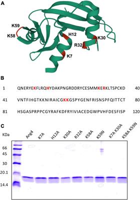 Identification of Crucial Amino Acid Residues for Antimicrobial Activity of Angiogenin 4 and Its Modulation of Gut Microbiota in Mice